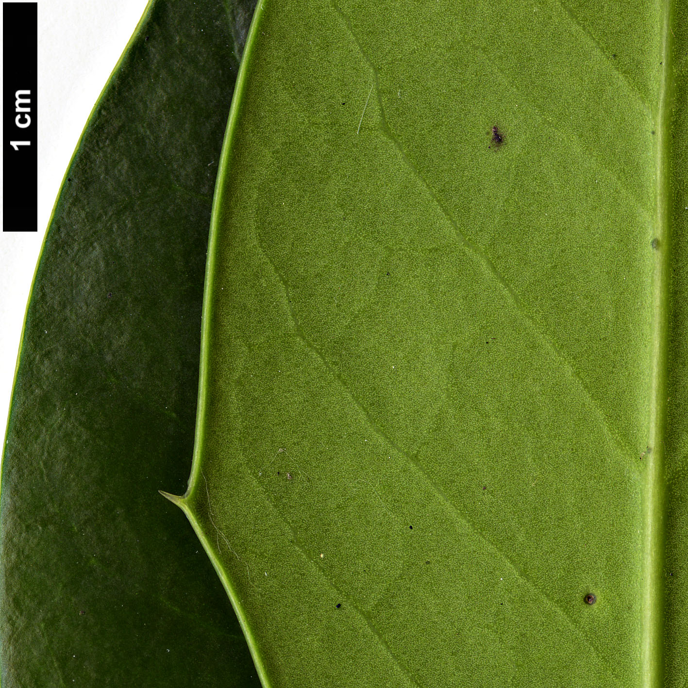 High resolution image: Family: Aquifoliaceae - Genus: Ilex - Taxon: aquifolium - SpeciesSub: × I.opaca